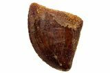 Serrated, Juvenile Carcharodontosaurus Tooth #233078-1